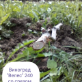 саженцы этого магазина