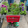 Отзыв о Panin Plants: любимый садовый
