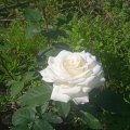 Фото к моему отзыву