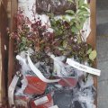 Отзыв о Гаршинка гипермаркет садовых растений: Качество и профессионализм