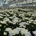 благодарность для Цветком