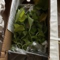 Отзыв о Гаршинка гипермаркет садовых растений: Отзыв и гипермаркете садовых растений Гаршинка