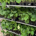 Отзыв о Panin Plants: качественная рассада