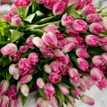 Отзыв о Panin Plants: лучшие цветы