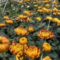 Отзыв о ЦветКом: благодарность для Цветком