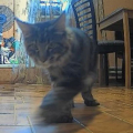 Классный гаджет для котов!