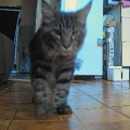 Отзыв о PET FLAT: Классный гаджет для котов!