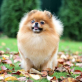 Профессиональная школа дрессировки собак Akita Dog School