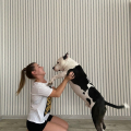 Отзыв о Школа дрессировки собак Akita Dog School: Обучение Буча, 99 из 100 баллов