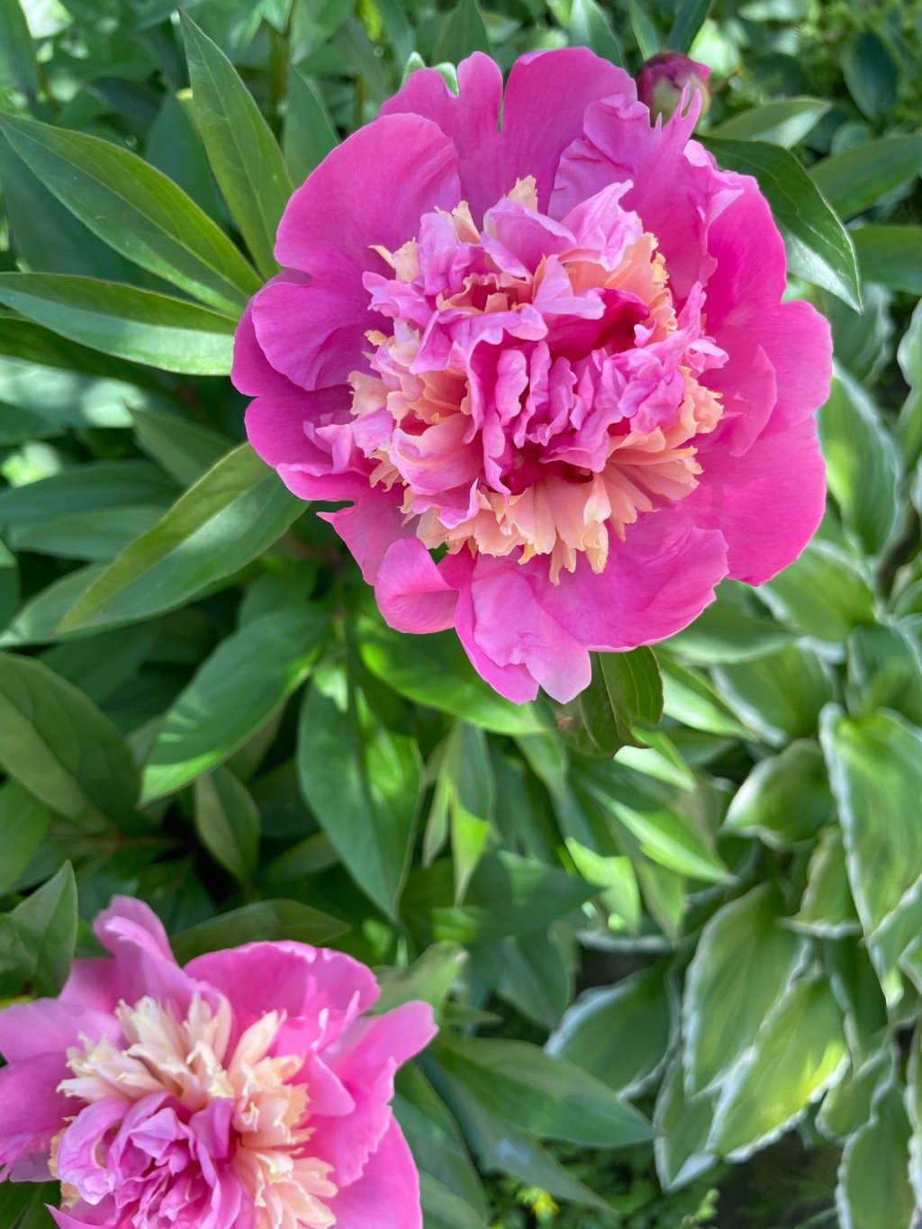 Русские семена - Спасибо за качественные семена.