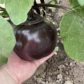 Отзыв о Русские семена: Спасибо за качественные семена.