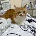 Отзыв о Ветеринарная клиника Друг: Огромная благодарность