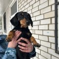 Отзыв о Ветеринарная клиника Друг: Не пропустили проблему
